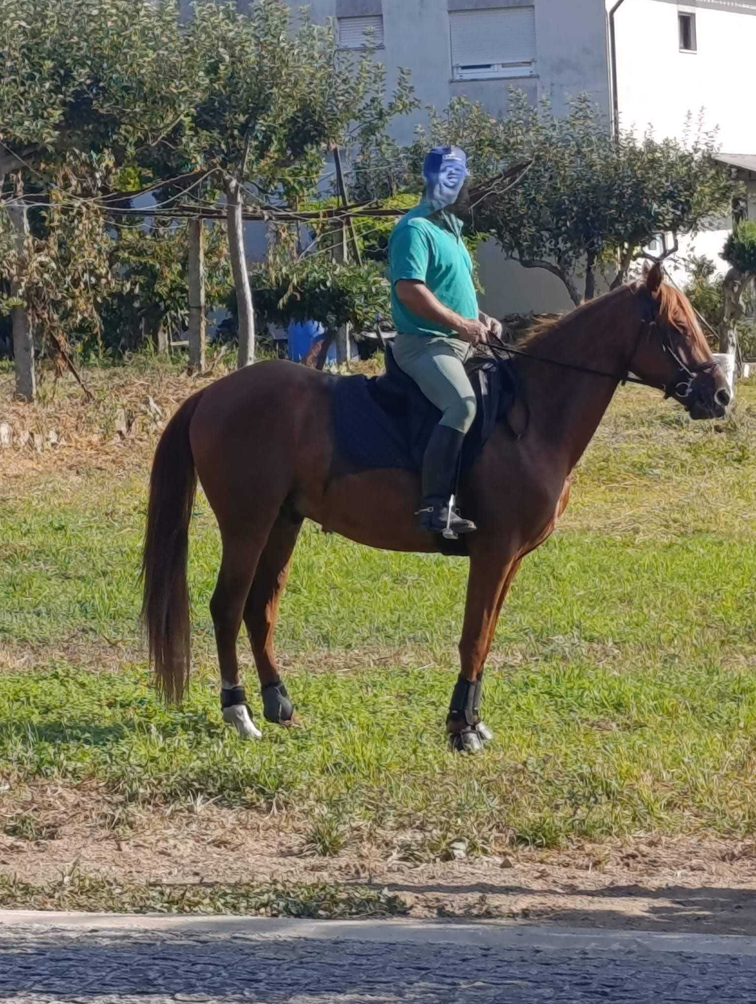 Cavalo Luso-Árabe