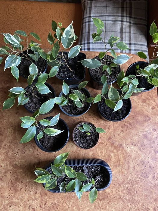 Бенджамина фикус