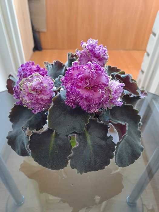 Фіалка Фея (Дадоян)