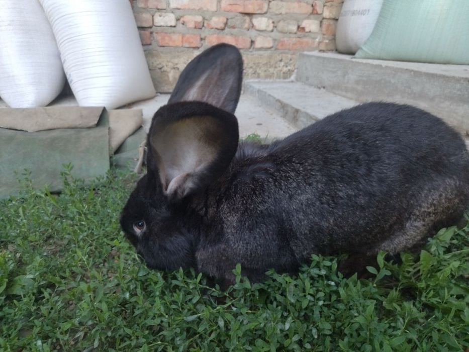 Продам крілики!!!