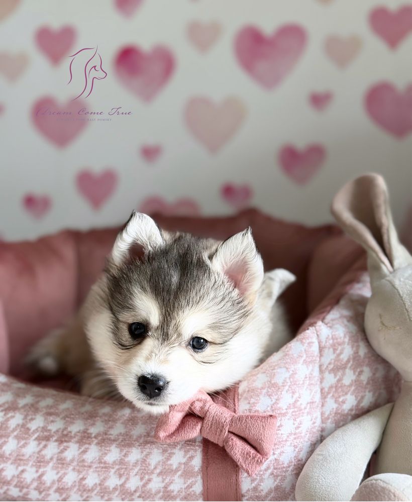 Pomsky ( Mini Husky )