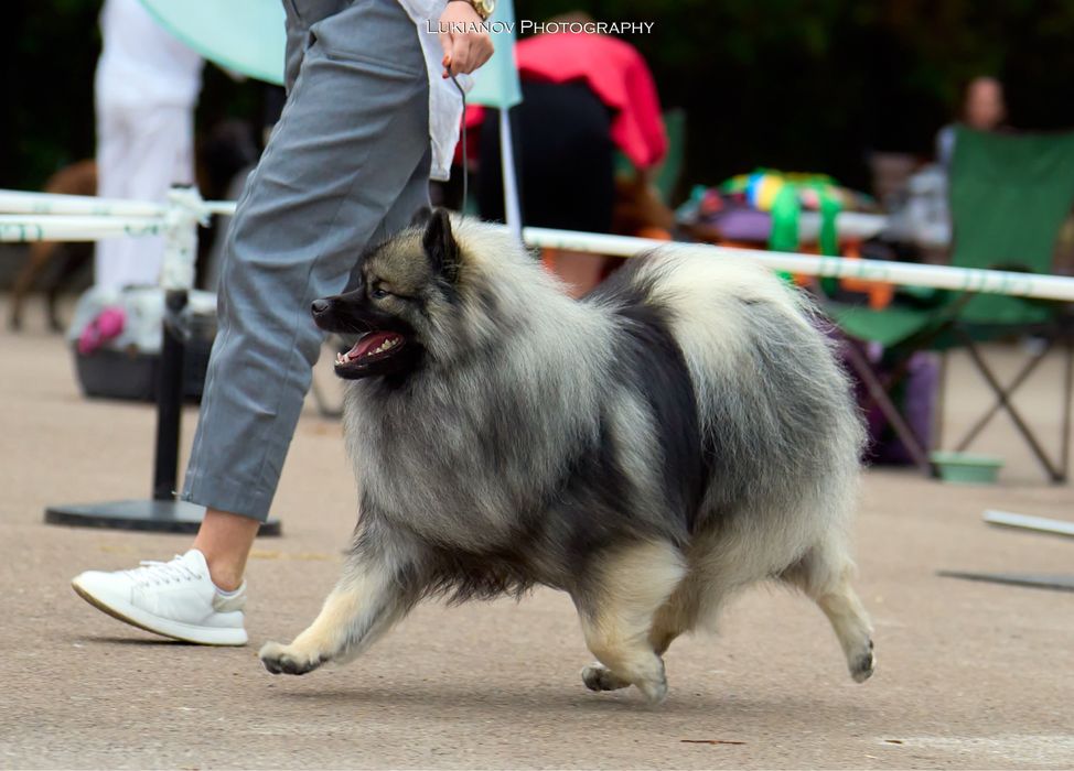 Вязка Вольфшпиц Кеесхонд