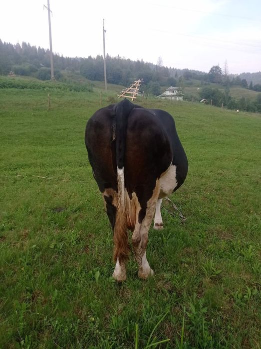 Продам породисту корову