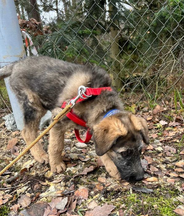 Szczeniak szuka domu