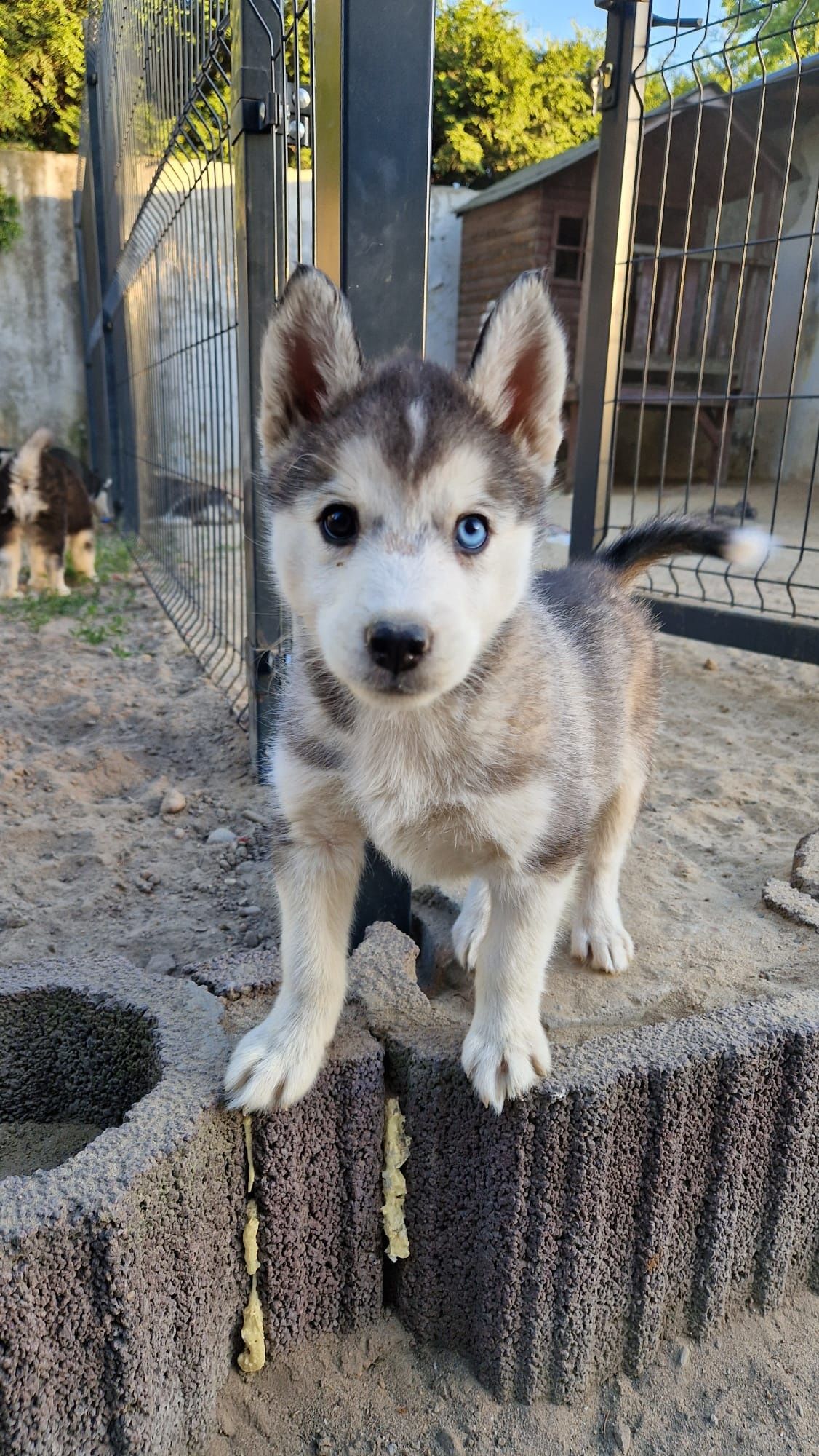 Szczenięta Siberian Husky