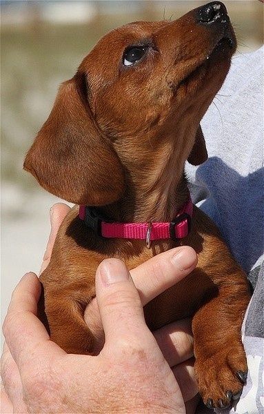 Медова казка на чотирьох лапках