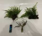 Microsorium trident Cryptocoryne albida  Bolbitis z hodowli wodnej