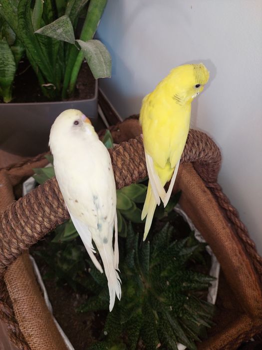 Periquitos Domesticados