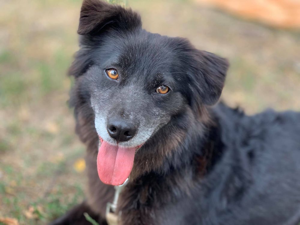 Pixie przyjazna suczka do adopcji