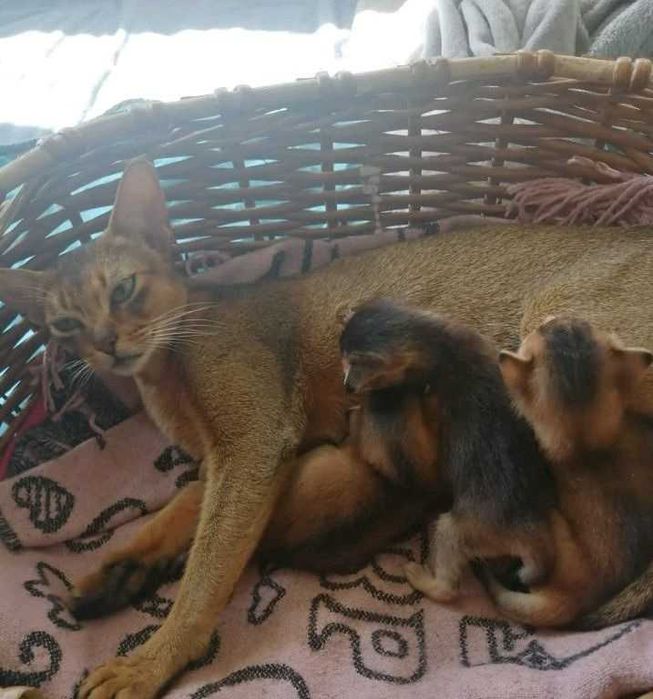 Абиссинские котята