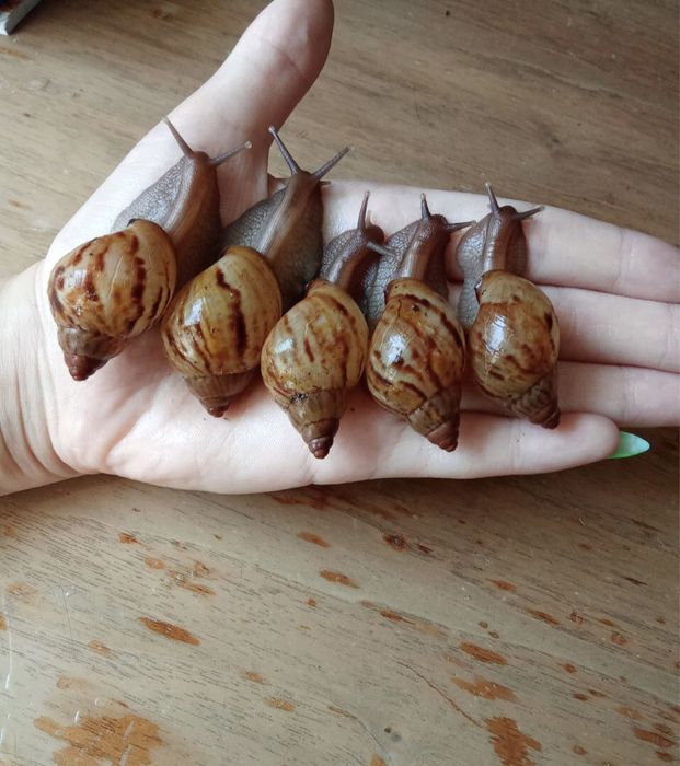 Ахатина зензибарики