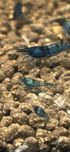 Krewetki Neocaridina Blue Velvet