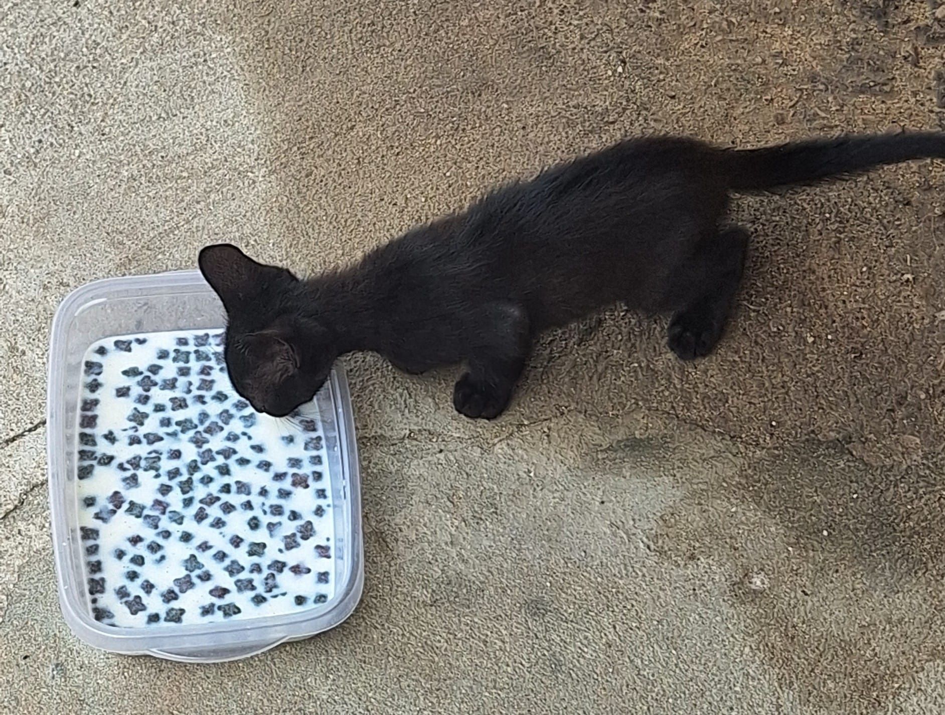 Da-se Gata fêmea