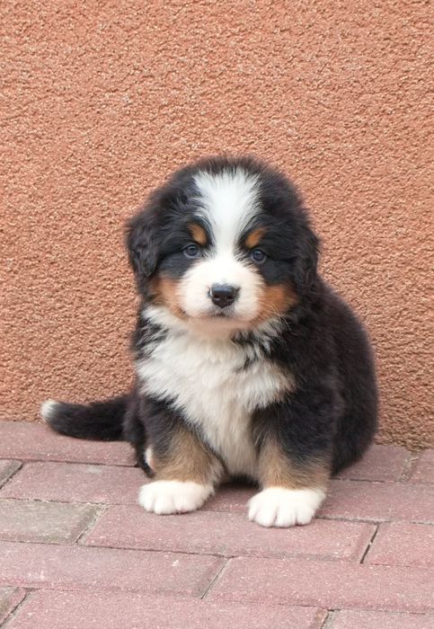 Berneński Pies Pasterski suczka FCI po Championach