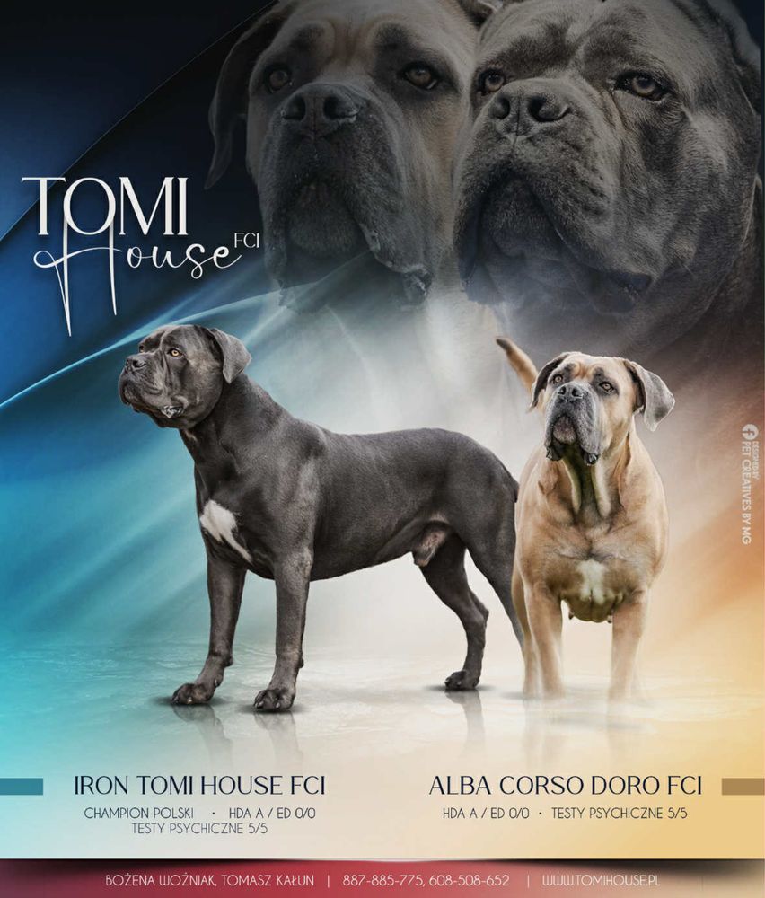 Cane Corso ZKwP/FCI Po pięknych i wyjatkowych rodzicach.