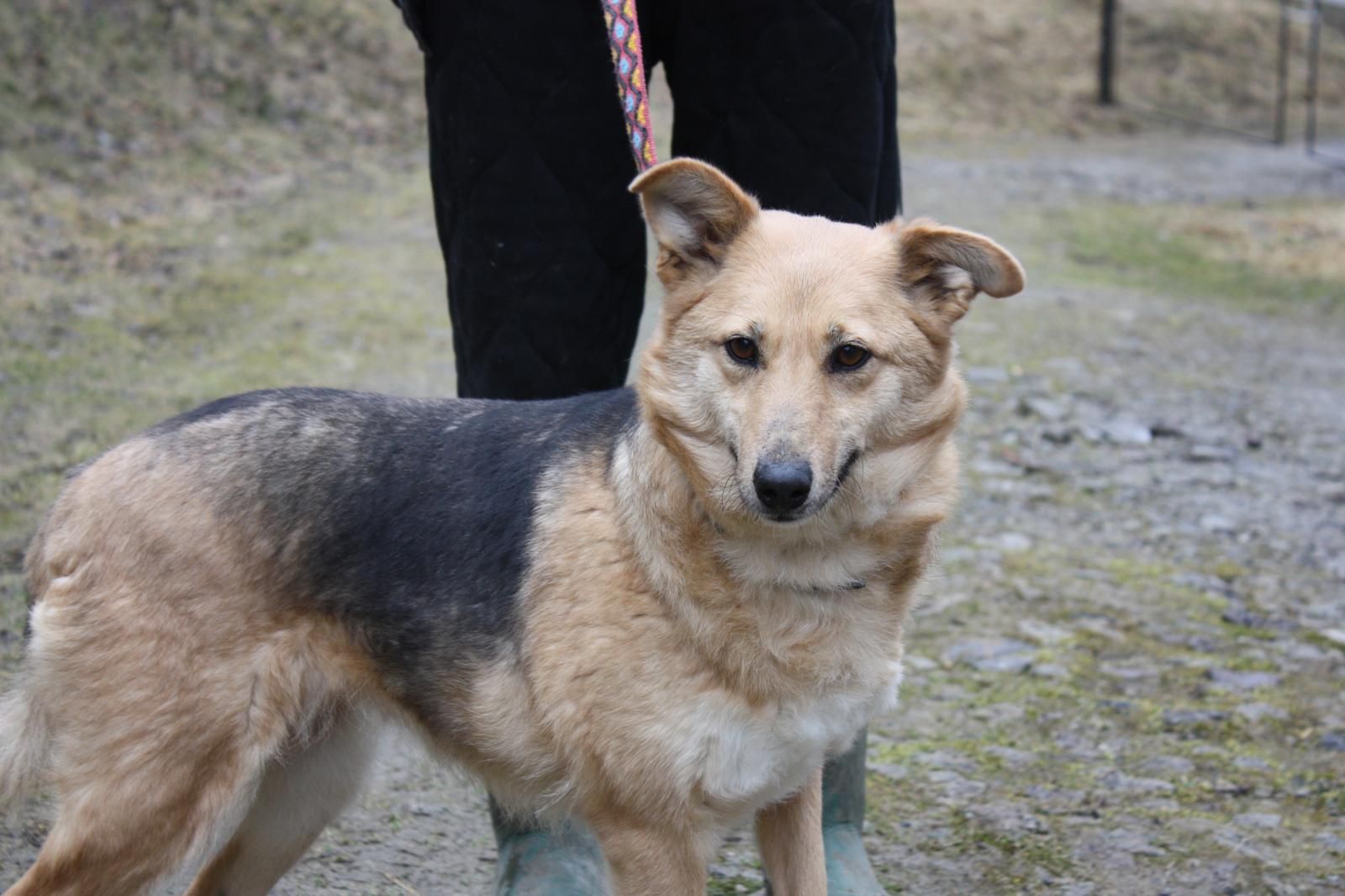 Suczki Saba i Kulka do adopcji. Oddam pieski