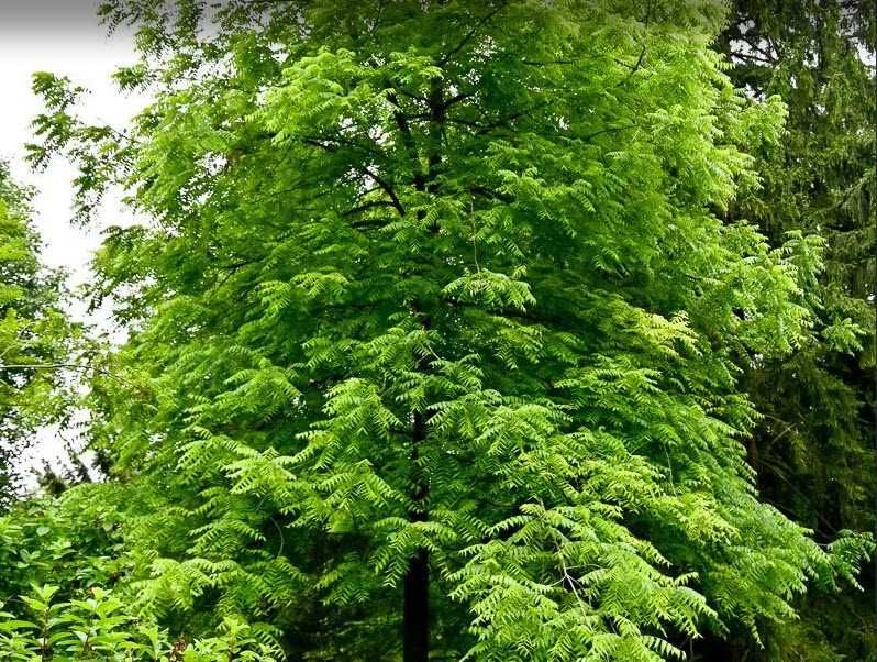 Саженцы черного американского ореха,укоренившиеся,с голыми корнями.