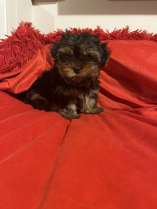 York Terrier z Rodowodem