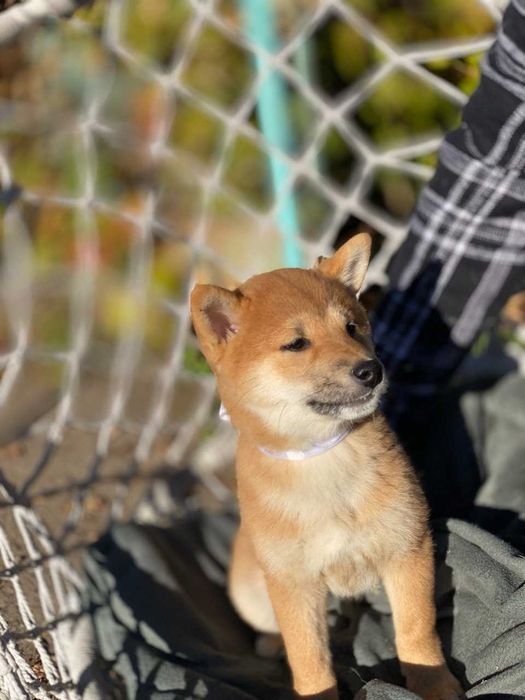 продам цуценят Шиба Ину 3 міс високого класу породи