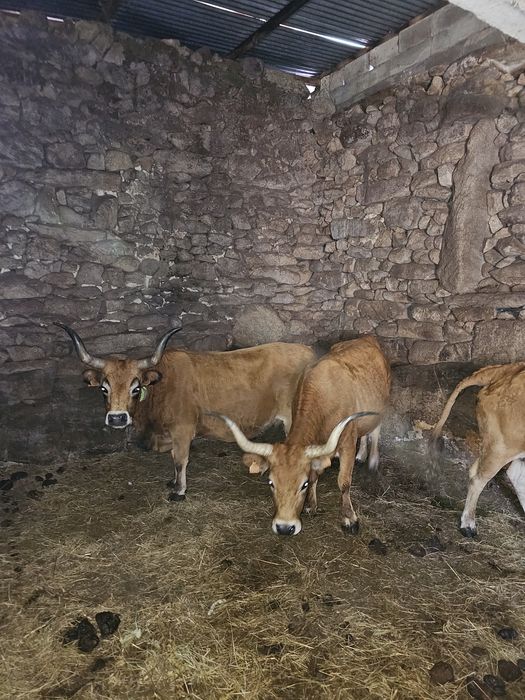 Vacas cachenas registadas