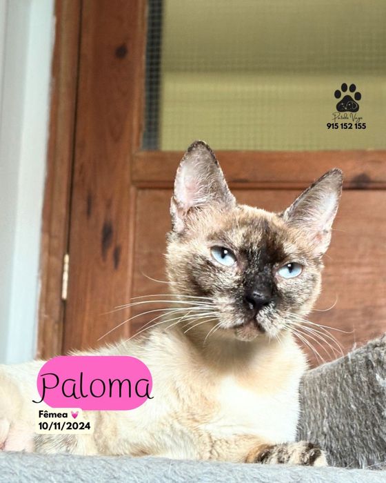 Gata para adocao( paloma)