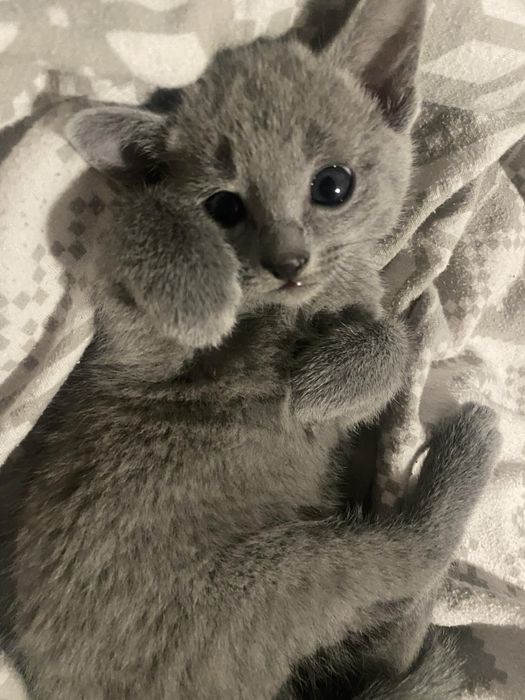 Kocurek Rosyjski Niebieski