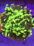 Euphyllia Paraancora Grafted 1 główka koralowce Kraków akwarystyka