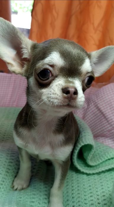 Дівчинка чихуахуа маркер хаскі