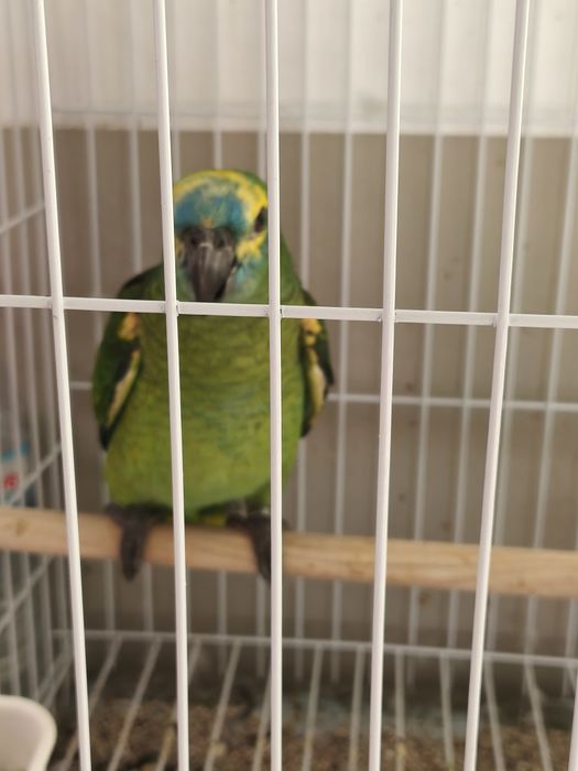 Papagaio aestiva