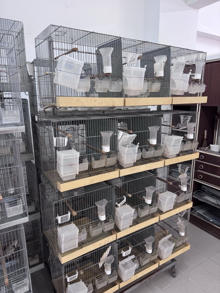 Gaiolas de criação de aves com suporte