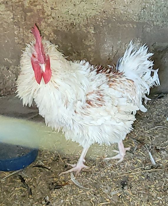 Koguty wiejskie, kogutki