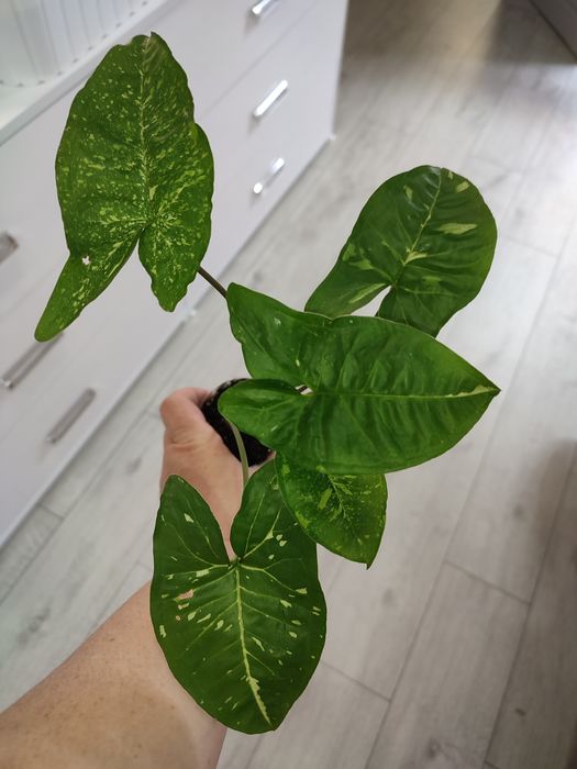 Сингониум Панда, сінгоніум Панда, Syngonium Panda