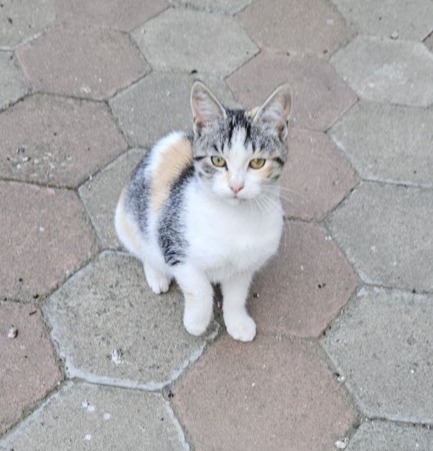 Отдам даром в добрые руки трехцветную кошечку