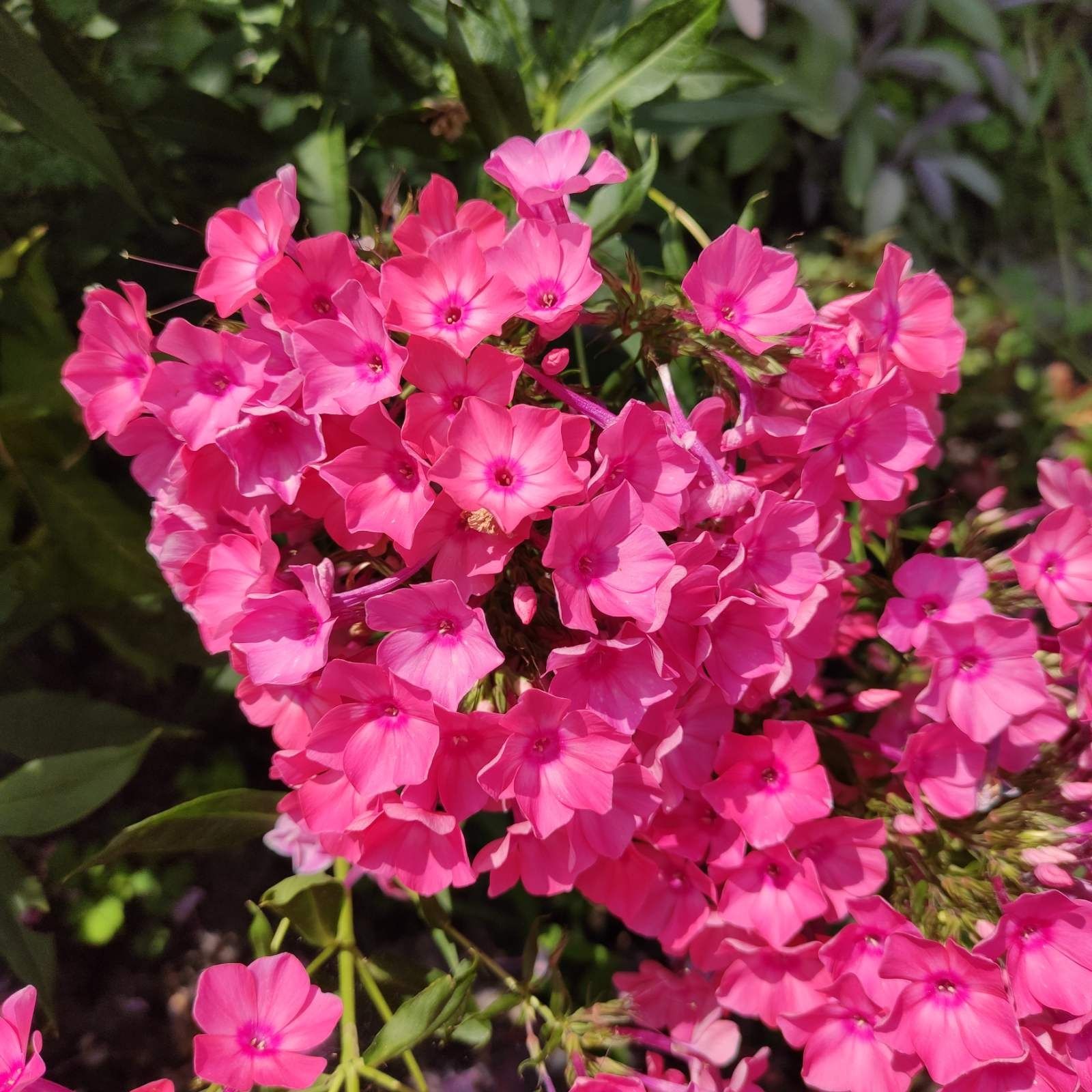 Флокс мітловидний (метельчатый) , многолетний цветок, садовые растения