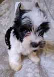 Yorkshire terrier biewer