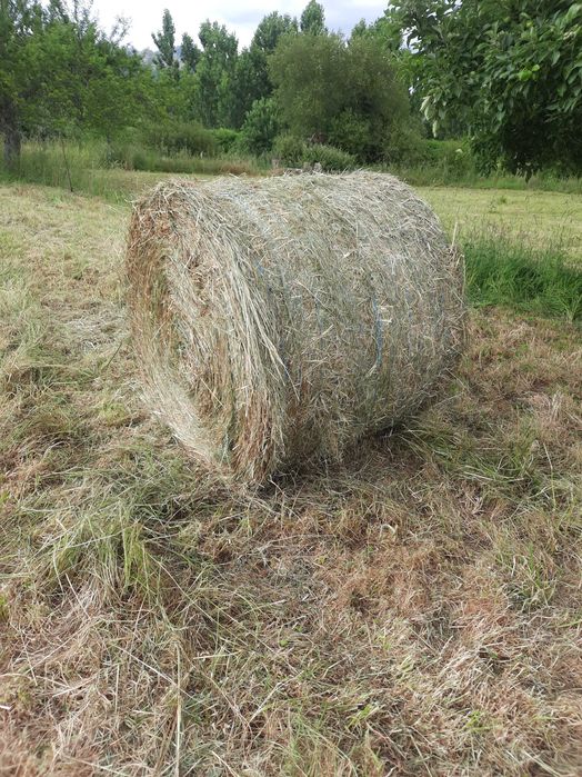 Feno 2025 qualidade extra