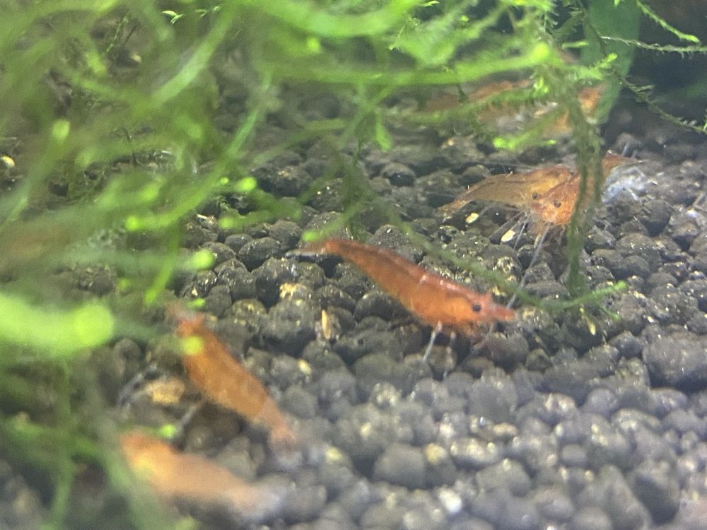 Camarões aquário Neocaridina Red Cherry