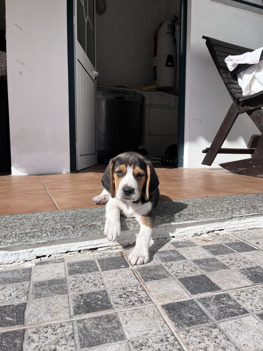 Macho Beagle (2 meses)