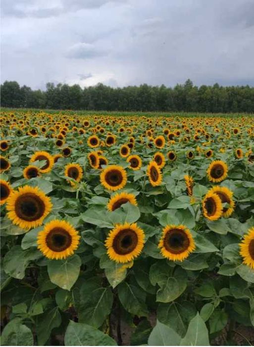Słonecznik ozdobny Toyo  Faktura  Paszport  Roślin Materiał Siewny
