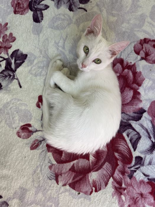 Кошенятка шукають найкращий дім