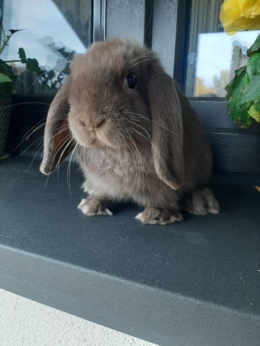 Króliki baranek miniaturka karzełek mini lop