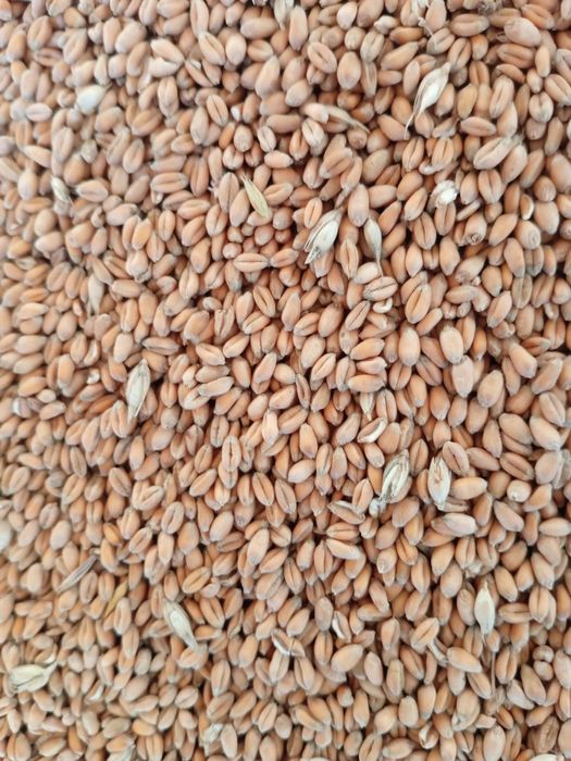 Пшениця цьогорічна