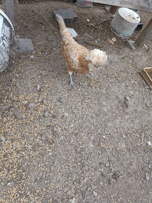 Sprzedam kury tryb pilny jak najszybciej