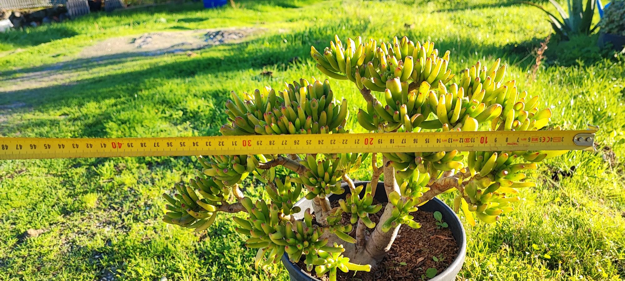 Planta suculenta