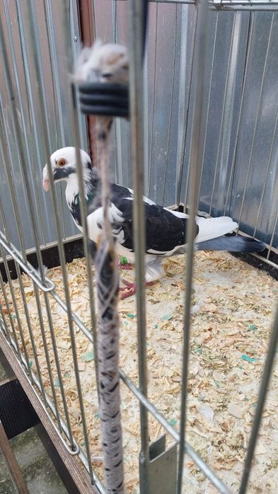 Sprzedam  samczyka  Rzeszowski