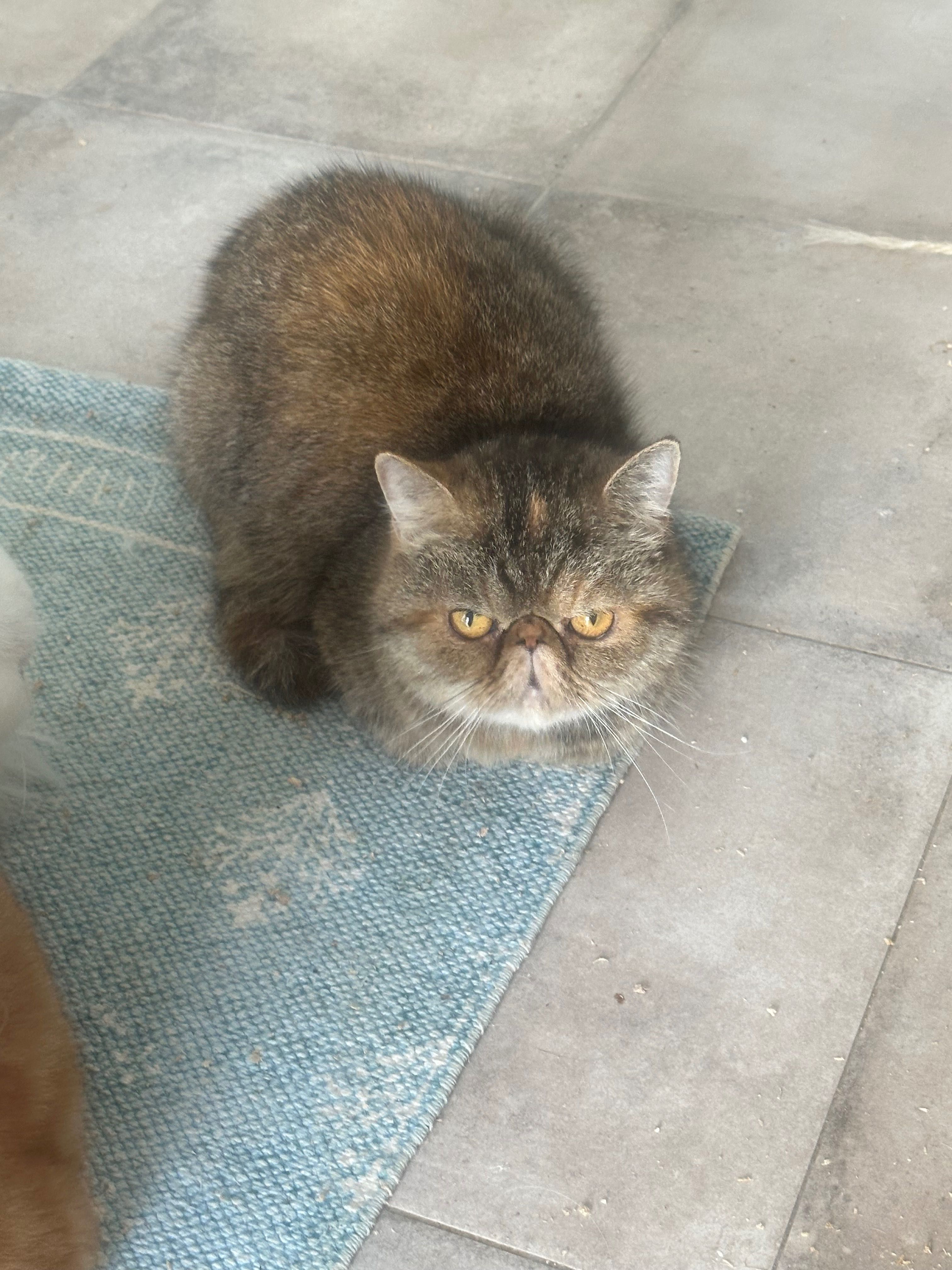 Gata exotica tartaruga tabby