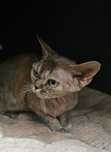 Kotka devon rex dorosla piękna duże oczy