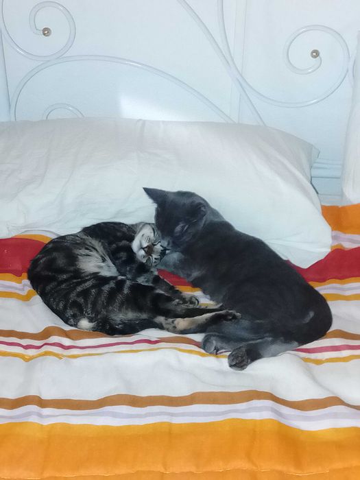 Gatos para doacao