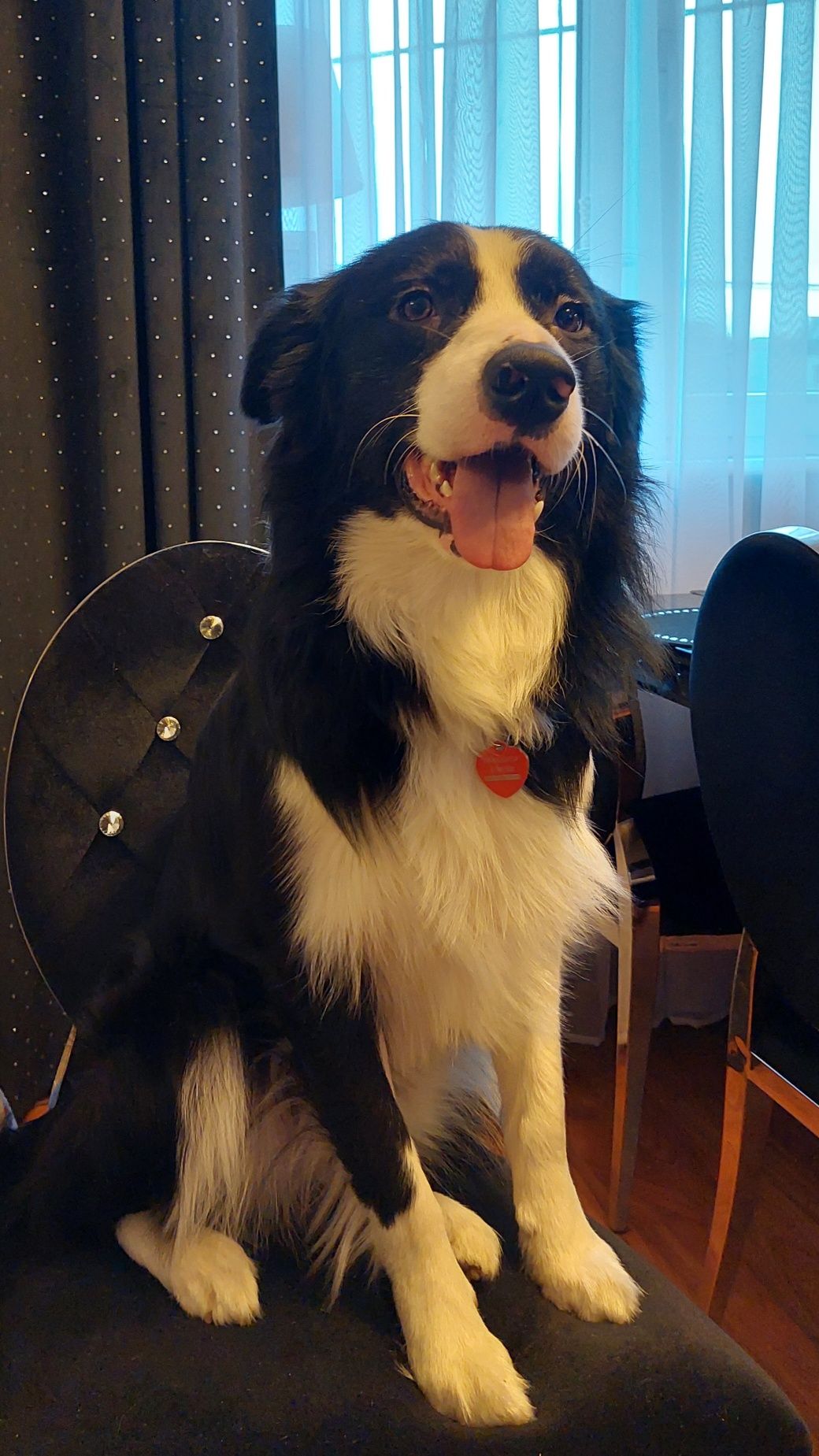 Reproduktor border collie ZPR