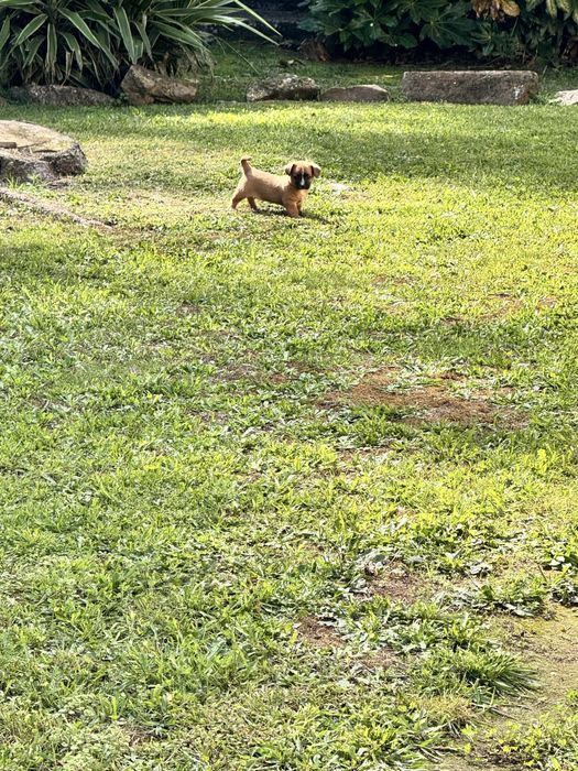 2 caes para adoçao ( 1 macho e 1 femea)